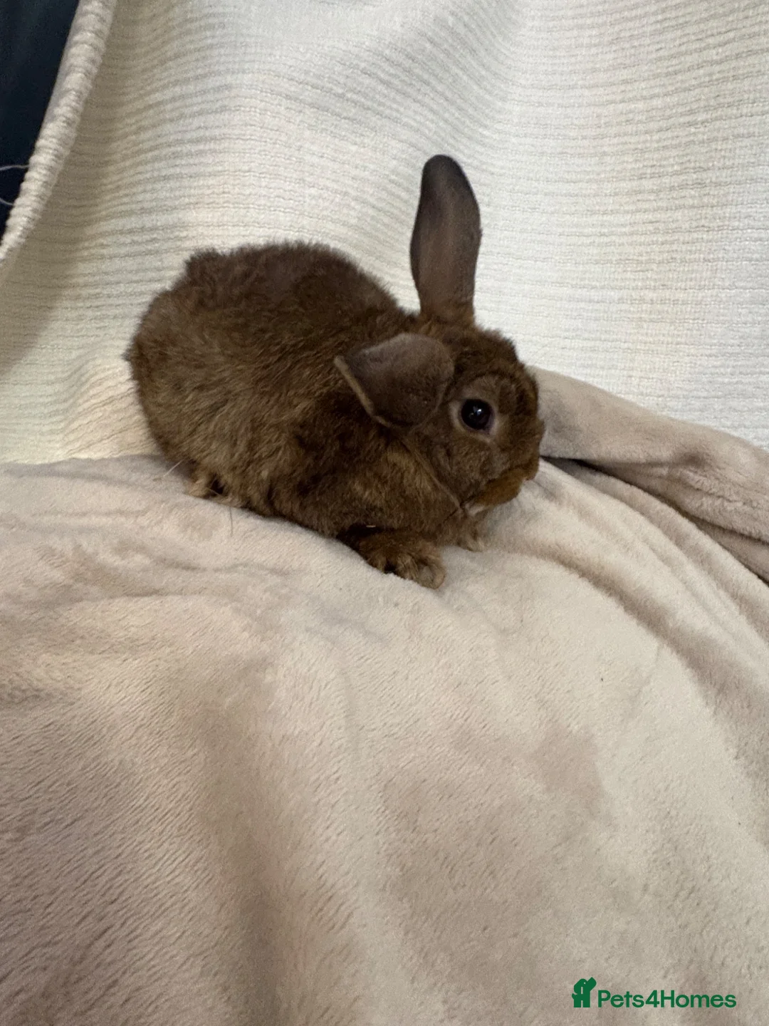 Mini Lion Lop rabbits for sale: Mini lion lop baby bunny rabbits - Advert 10