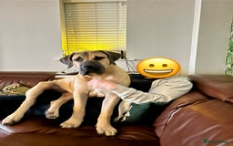 Boerboel dogs for sale: Exceptional Young Boerboel – Powerful Guardian - Advert 8