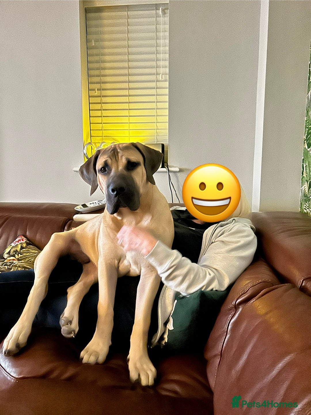 Boerboel dogs for sale: Exceptional Young Boerboel – Powerful Guardian - Advert 8