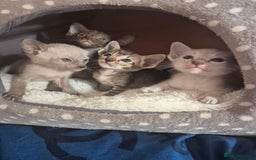 Oriental cats for sale: 2 Oriental boys left ( sold ) - Image 21