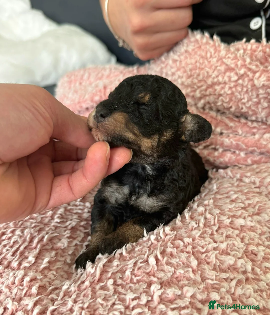 Toy Poodle dogs for sale: Beautiful Phantom Toy Poodle's!🧸😍 KC registered - Advert 10