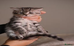 Scottish Fold cats for sale: 🐾 Beautiful Spotted-Belly Scottish Fold x Tabby😺 - Image 5