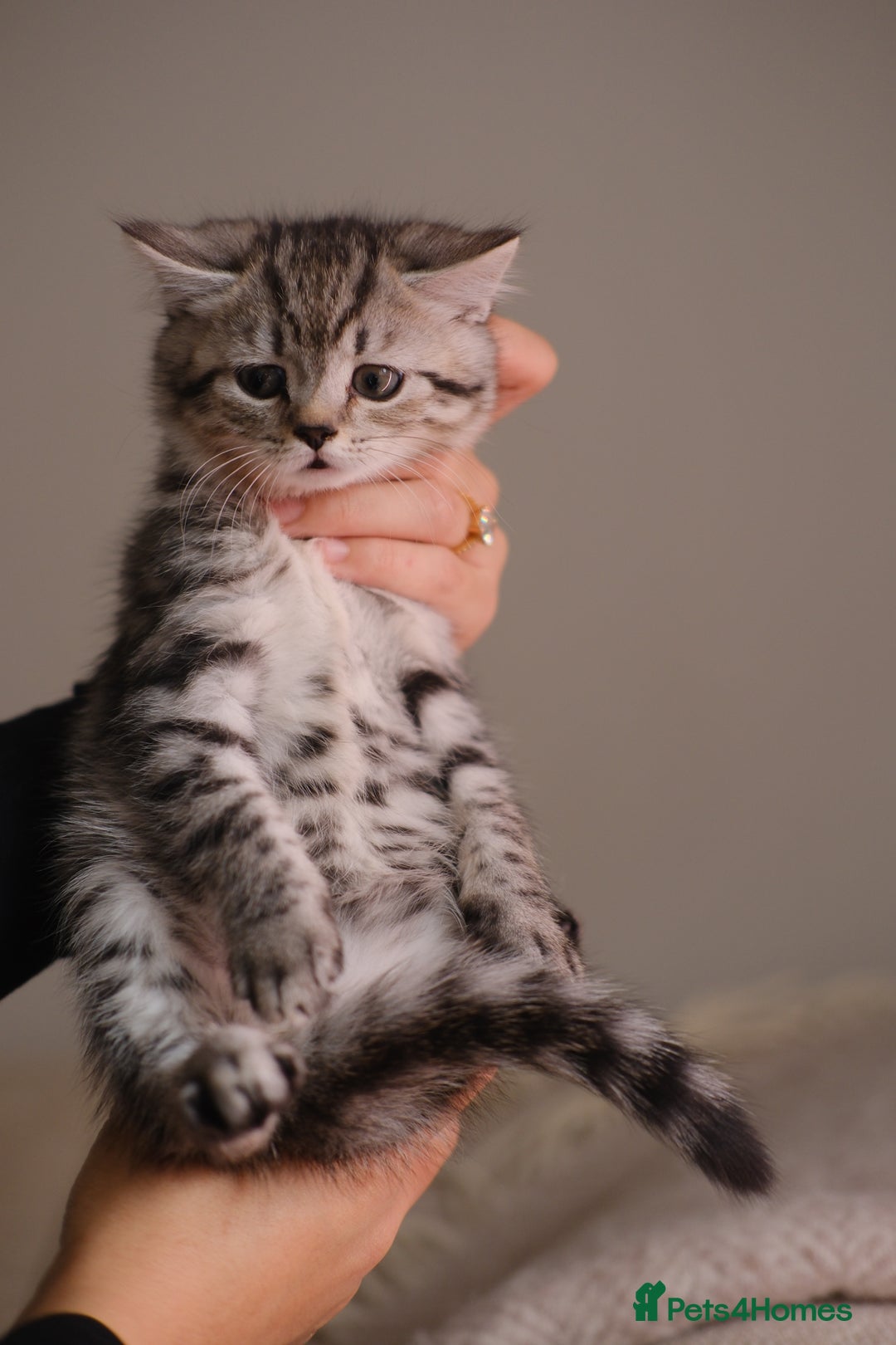 Scottish Fold cats for sale: 🐾 Beautiful Spotted-Belly Scottish Fold x Tabby😺 - Image 5