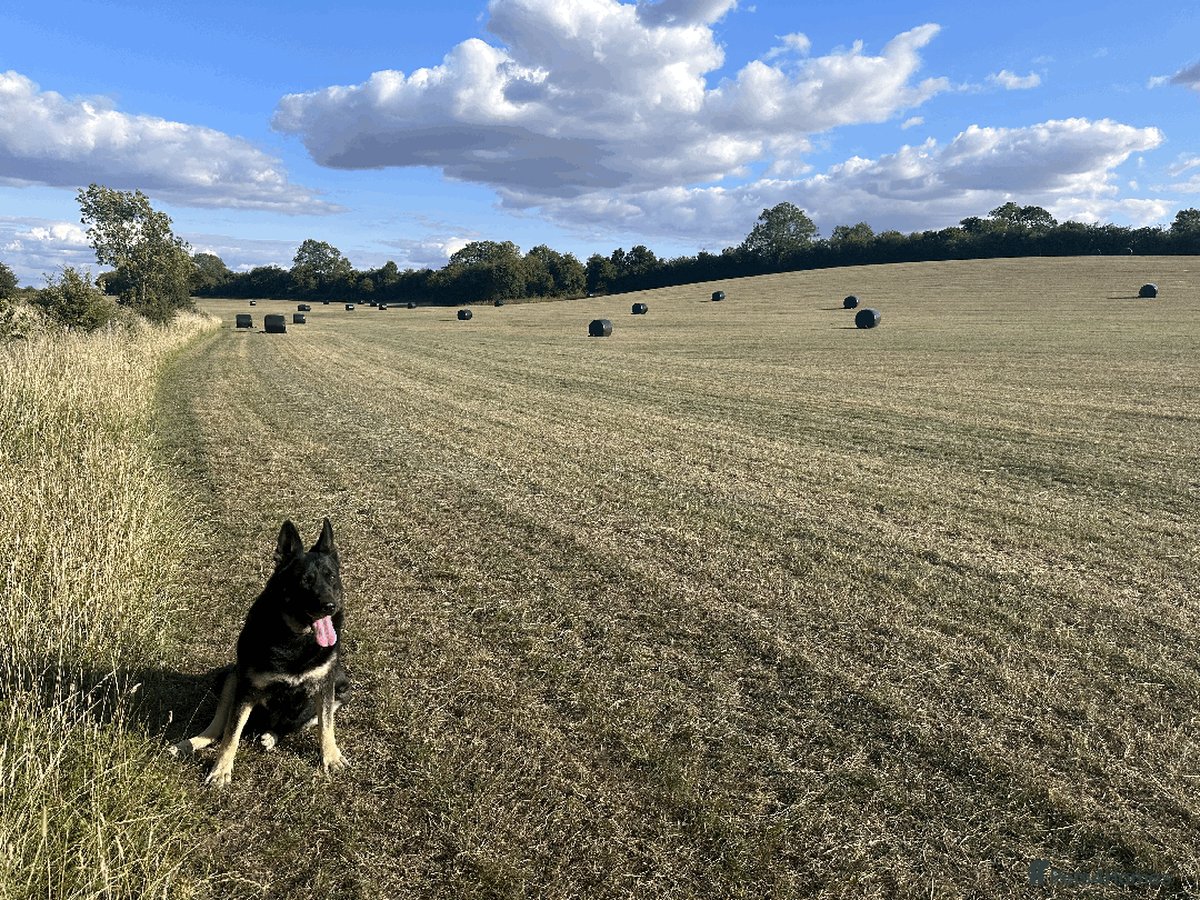 German Shepherd dogs for sale: FIVE EXCLUSIVE GSD PUPS, HOME RARED AND BRED. - Advert 23