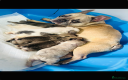 French Bulldog dogs for sale: French bulldog  - Image 16