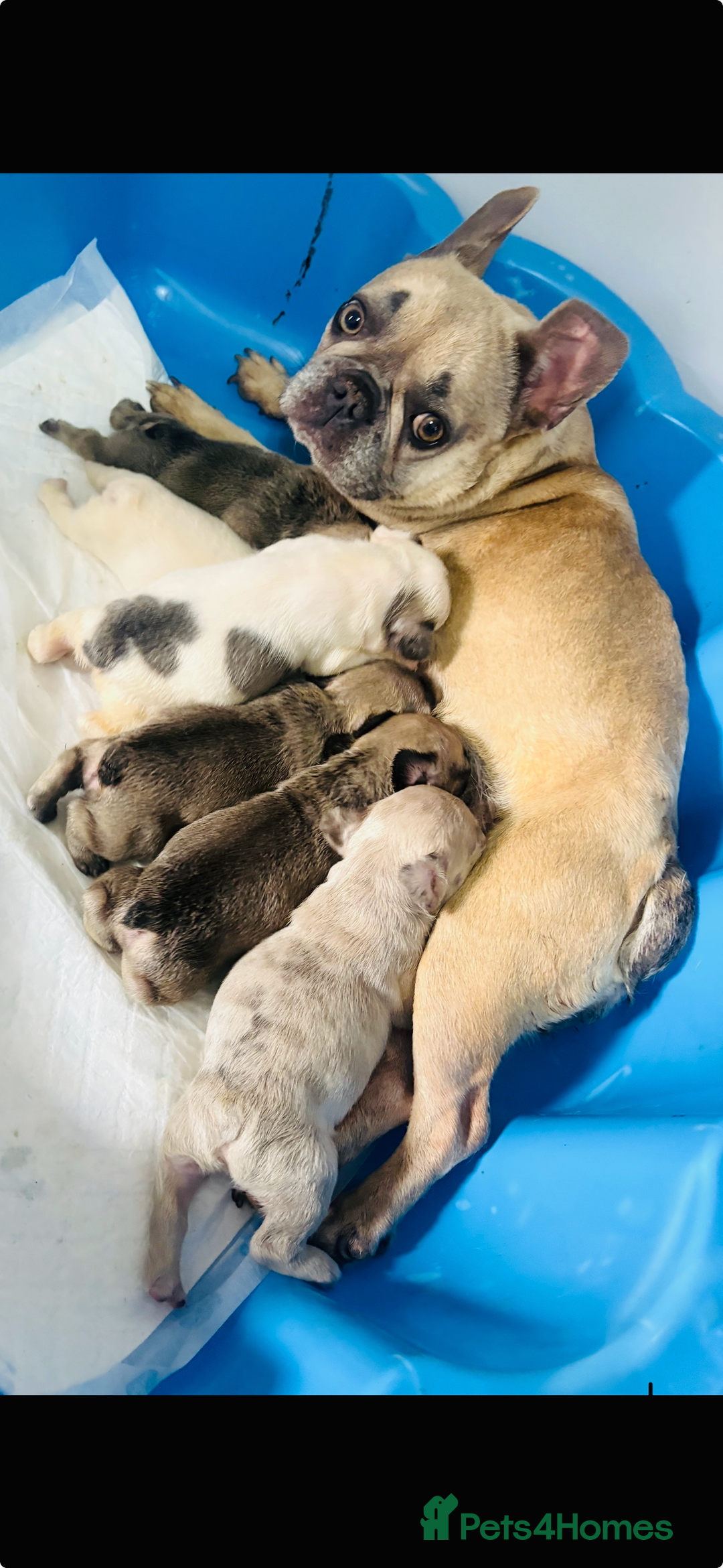French Bulldog dogs for sale: French bulldog  - Image 16