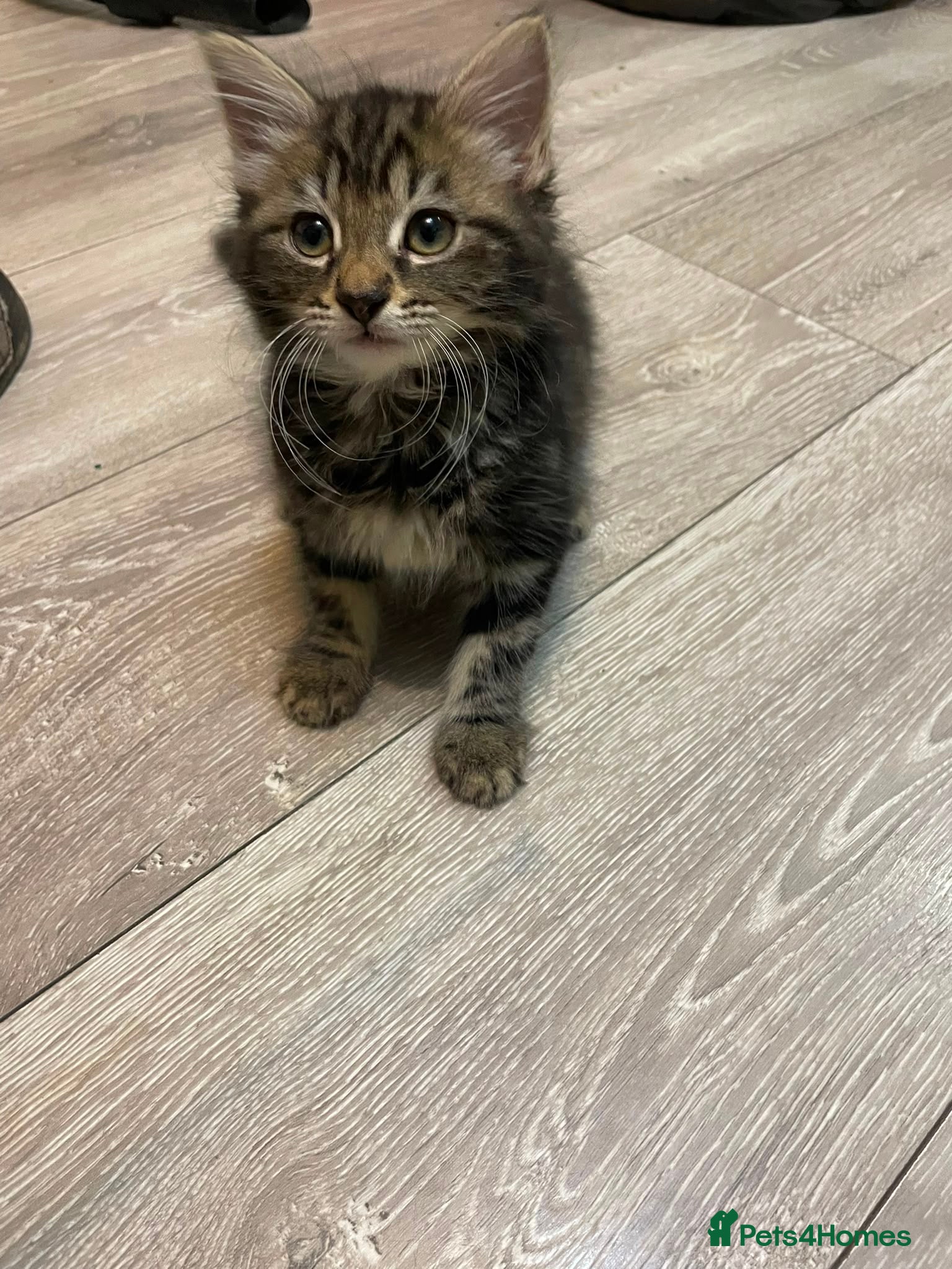Mixed Breed cats Reduced kittens for sale  - Advert 1