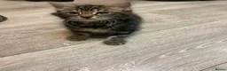 Mixed Breed cats for sale: Reduced kittens for sale  - Advert 1