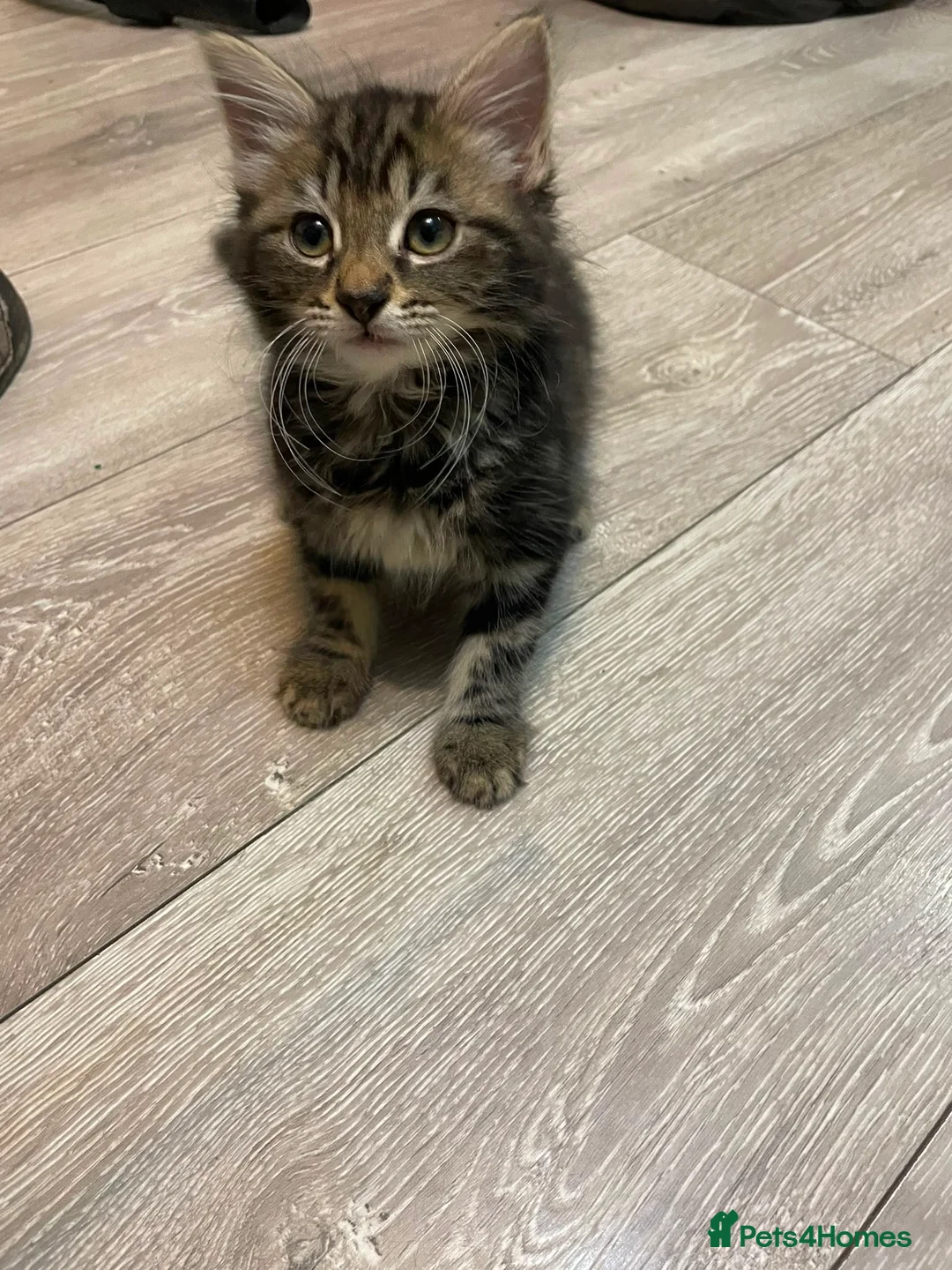 Mixed Breed cats for sale: Reduced kittens for sale  - Advert 1