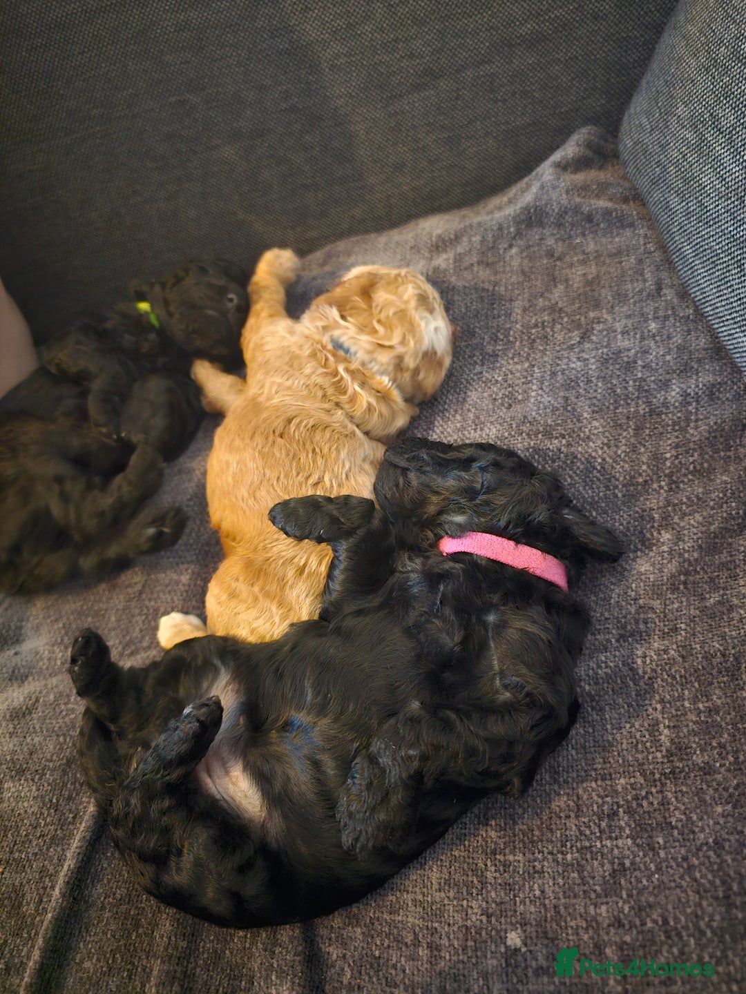 Cockapoo dogs for sale: Beautiful f2b cockapoos  - Image 15