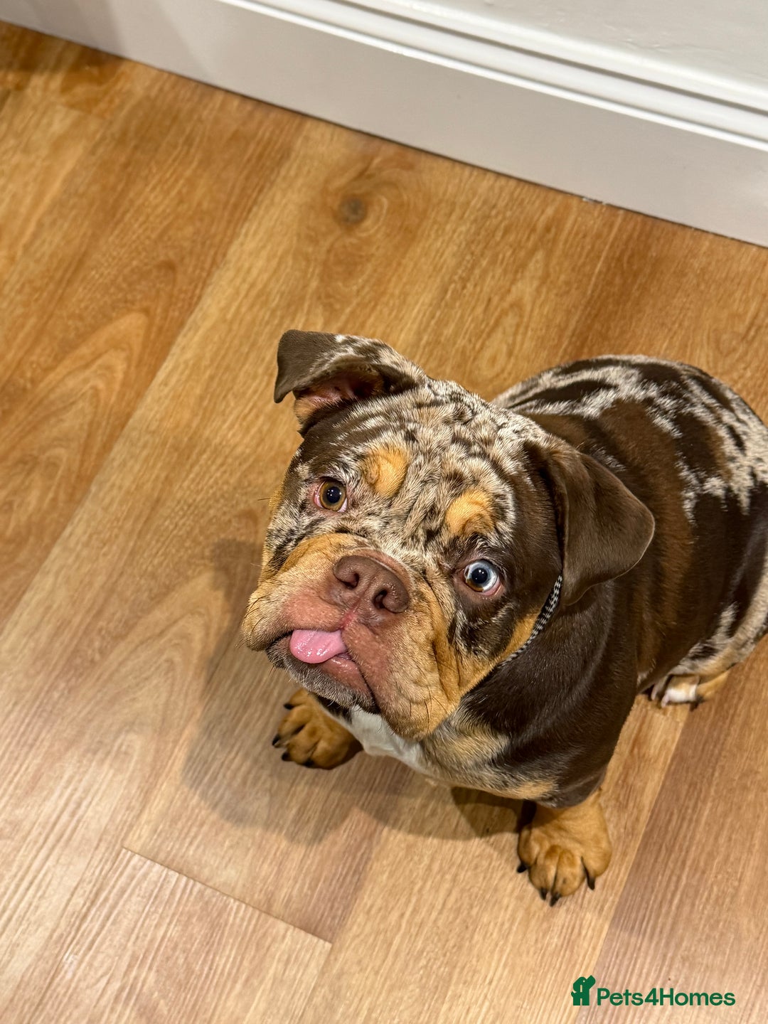 English Bulldog dogs for sale: Stunning & unique English Bulldog female  - Advert 5