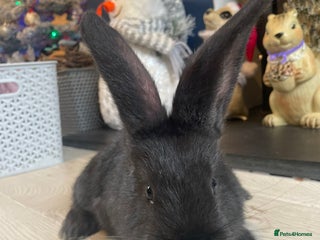 Continental Giant rabbits 💖6 week old continental giants💙 - Advert 21