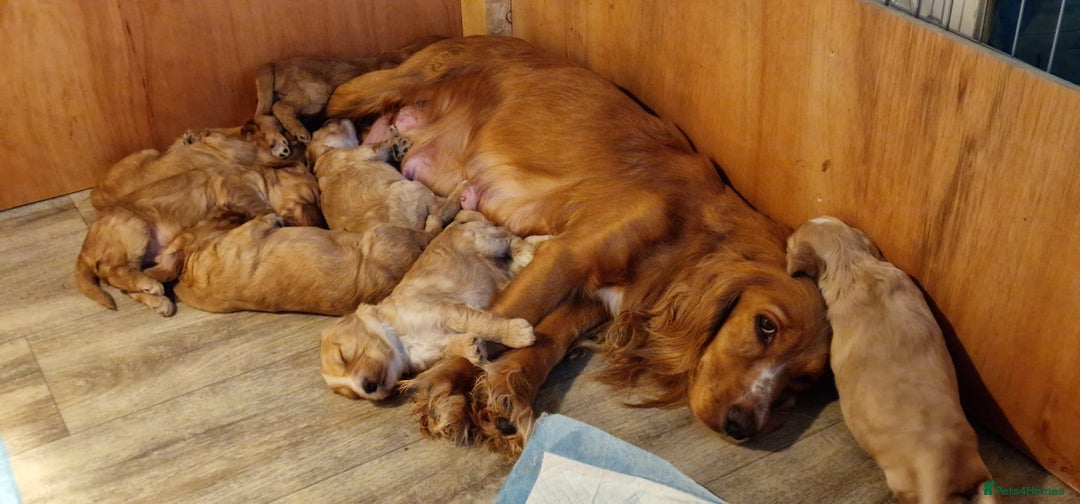 Cockapoo dogs for sale: 7 beautiful cockapoos  - Image 31