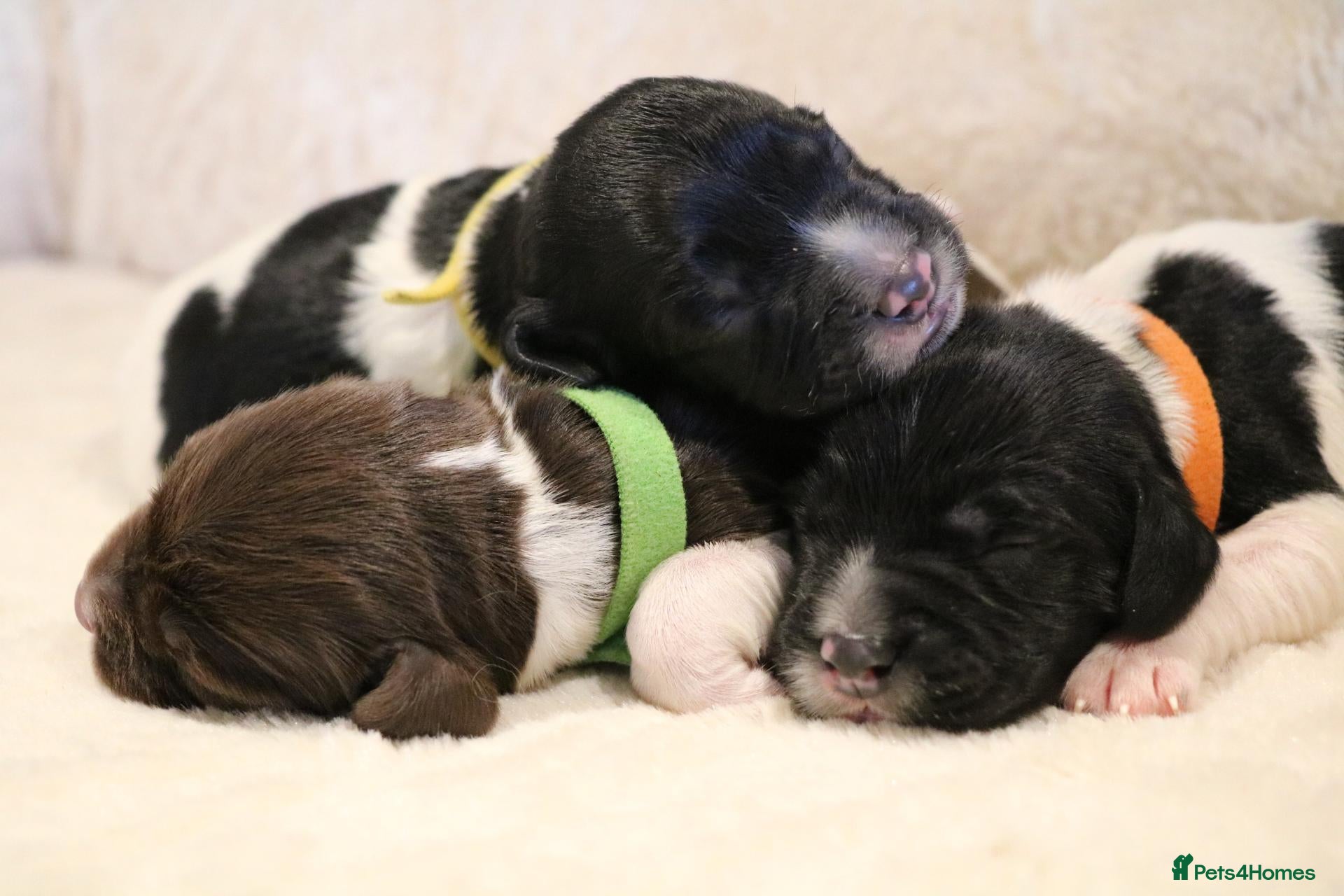 English Springer Spaniel dogs for sale: Health Tested English Springer Spaniel Puppies - Advert 1