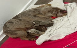 English Bulldog dogs for sale: 🐶✨ English Bulldog Puppies Available! ✨🐶 - Advert 4