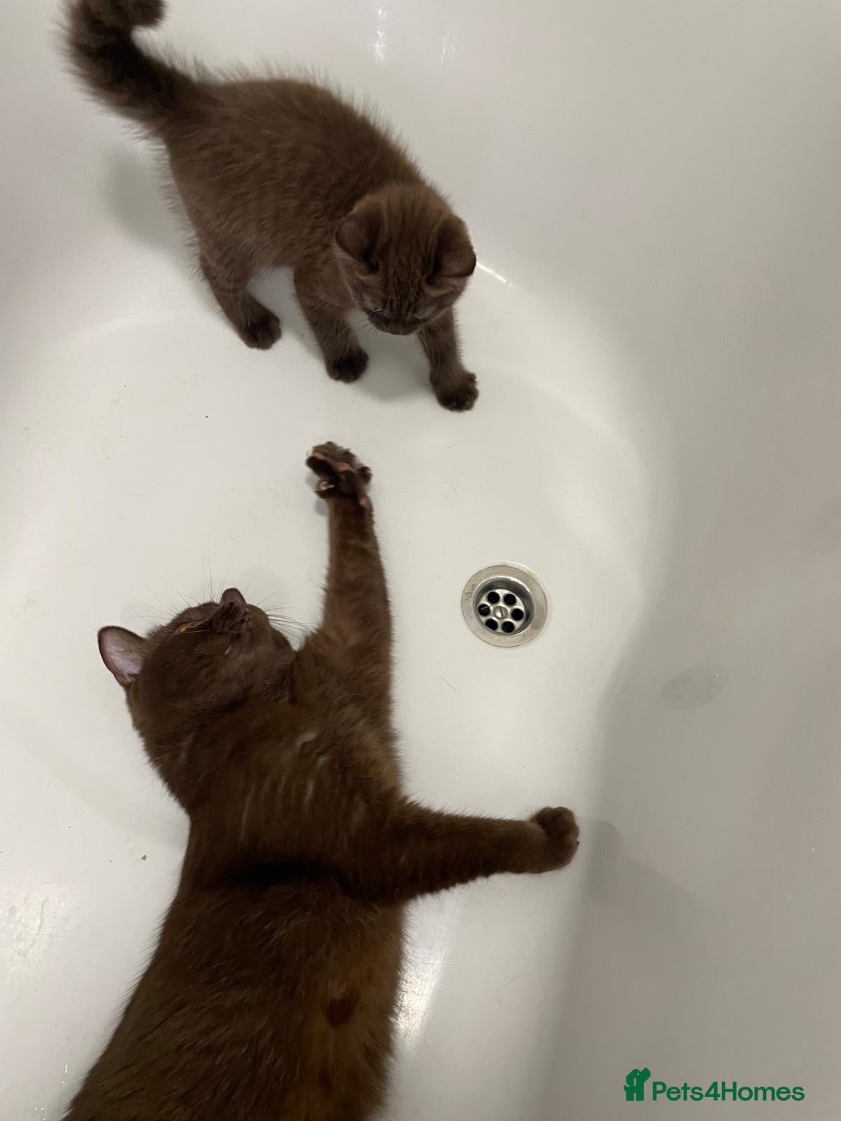 British Shorthair cats for sale: Gorgeous GCCF Chocolate British Shorthair kittens - Advert 16