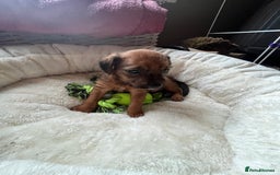 Mixed Breed dogs for sale: Gorgeous Plummer Terrier X Toy Poodle - Image 11