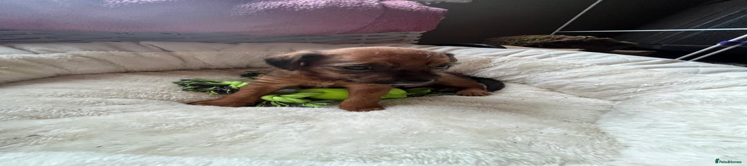 Mixed Breed Puppy 1