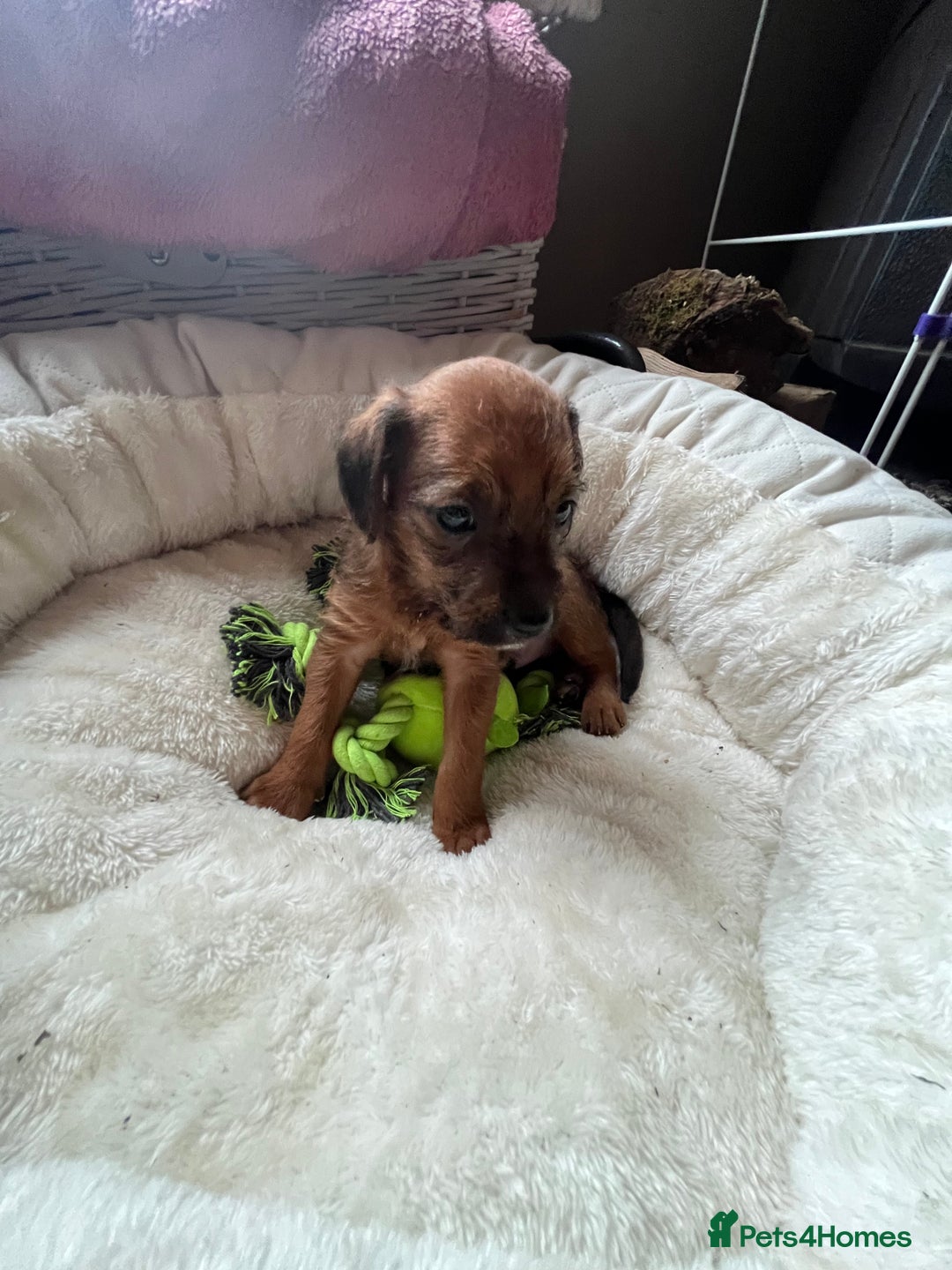 Mixed Breed dogs for sale: Gorgeous Plummer Terrier X Toy Poodle - Image 11