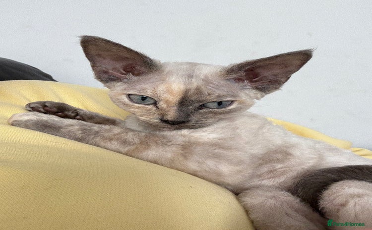 Devon Rex cats - Advert 4
