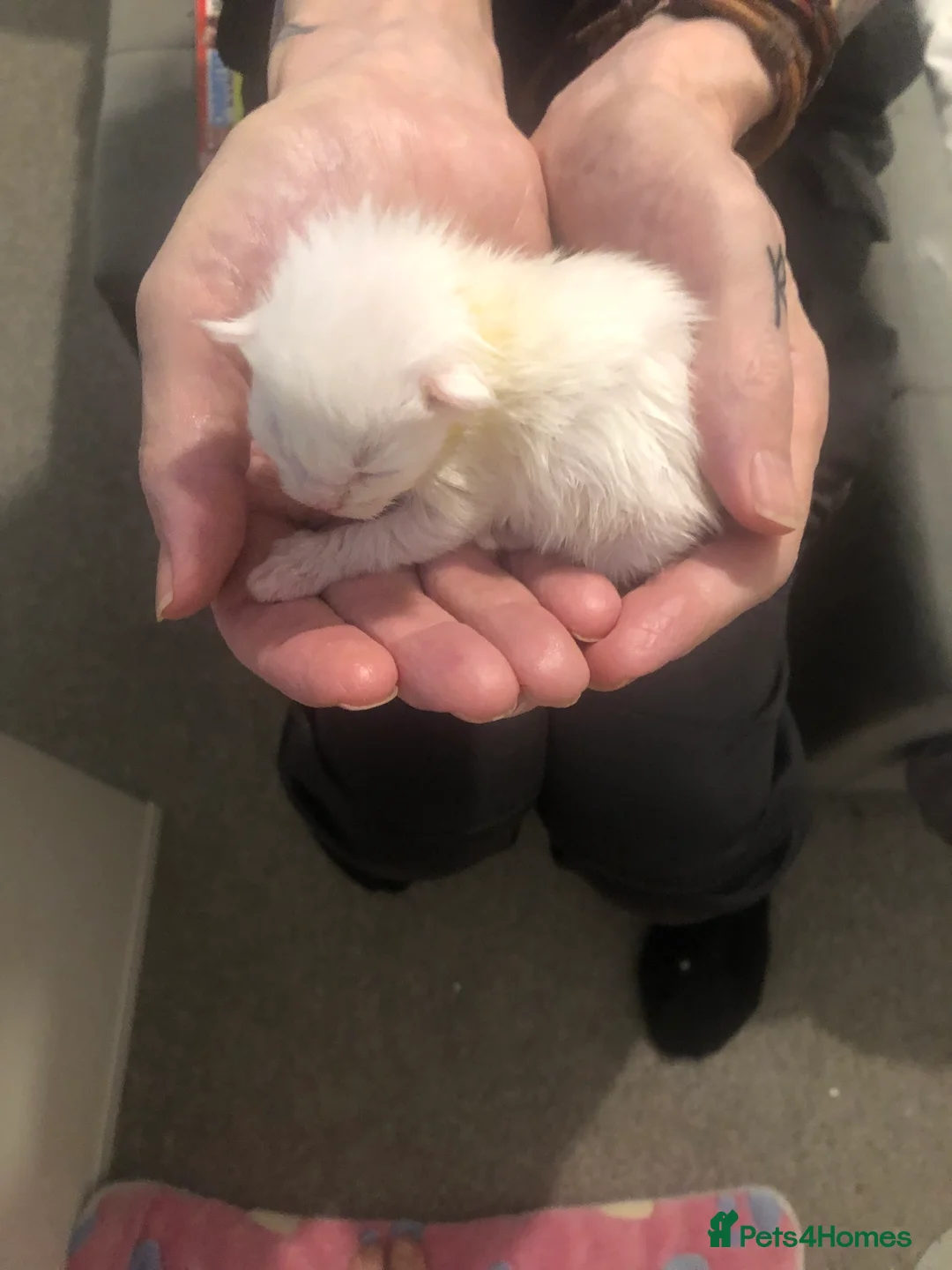 Maine Coon cats for sale: Beautiful GCCF Maine Coons  - Advert 19