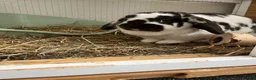 Mini Lop rabbits for sale: ready to leave now!!! in Rotherham - Advert 2