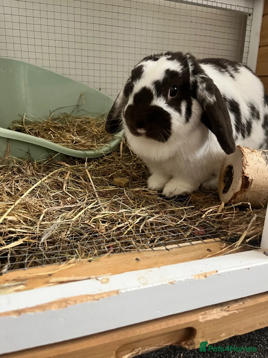 Mini Lop rabbits for sale: ready to leave now!!! in Rotherham - Advert 2