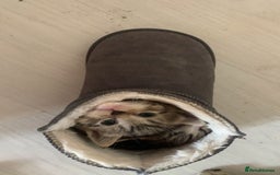 Mixed Breed cats for sale: Half Siberian Kittens ready now - Image 8