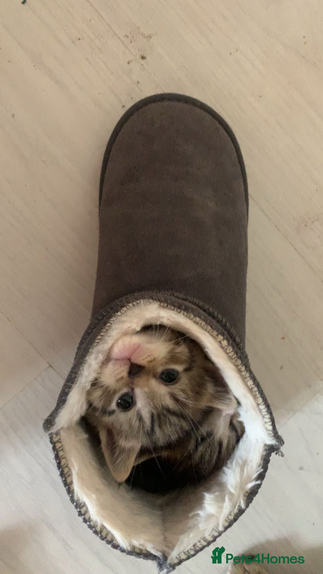 Mixed Breed cats for sale: Half Siberian Kittens ready now - Image 8
