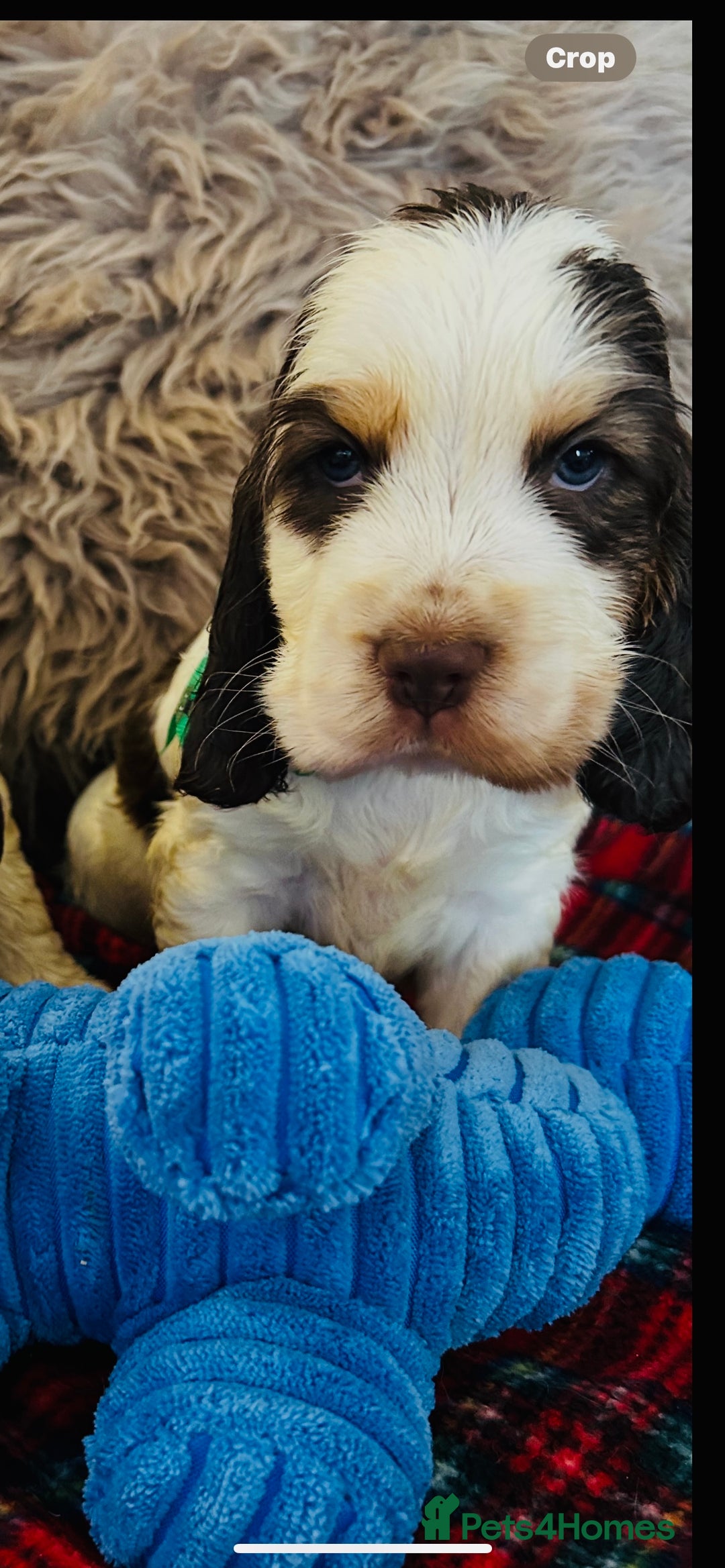 Cocker Spaniel dogs for sale: KC Show cocker spaniel pups chocolate Sable Roan   - Image 13