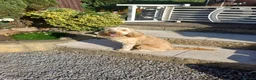 Cockapoo dogs for sale: Re-Home Cockapoo !  in Swadlincote - Advert 4