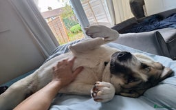 Akita dogs for sale: Sweet Akita Girl - Image 3