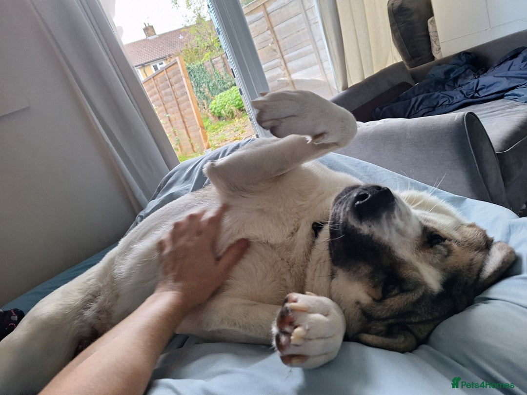 Akita dogs for sale: Sweet Akita Girl - Image 3