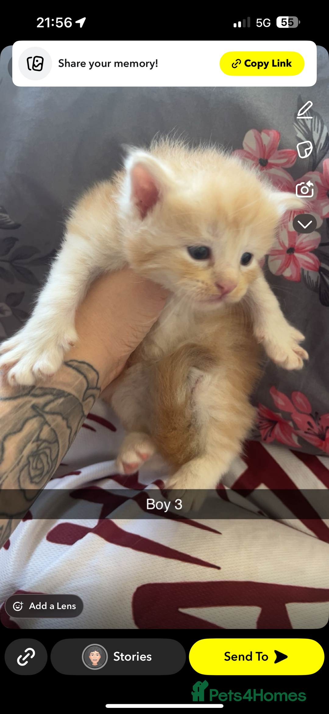 Maine Coon cats for sale: Beautiful Maine coon kittens 07396998601 - Image 8