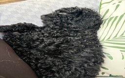 Miniature Poodle dogs for sale: Miniature poodle male - Image 7
