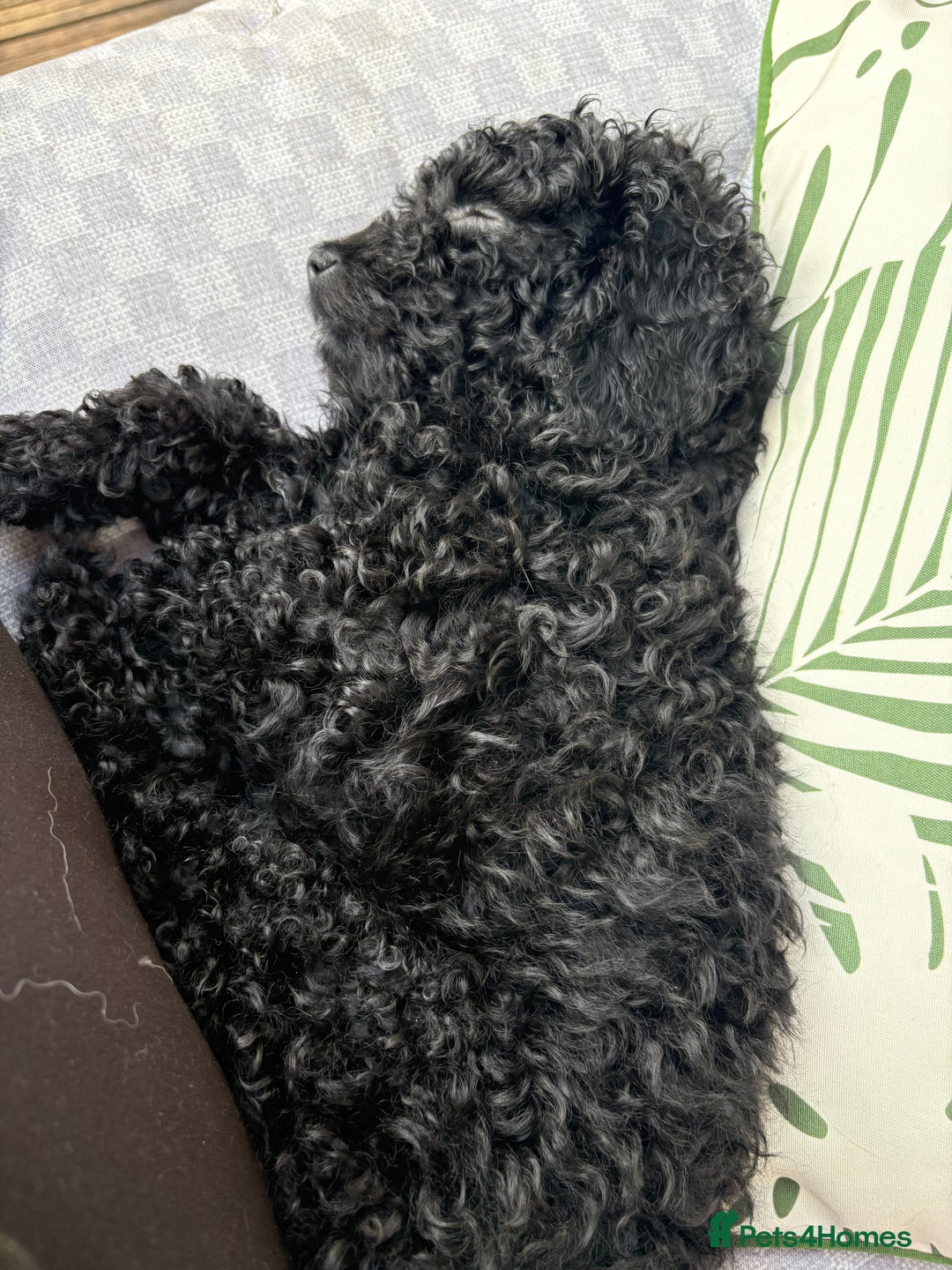 Miniature Poodle dogs for sale: Miniature poodle male - Image 7