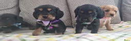 Cocker Spaniel dogs for sale: Cocker spaniel pups  - Advert 5