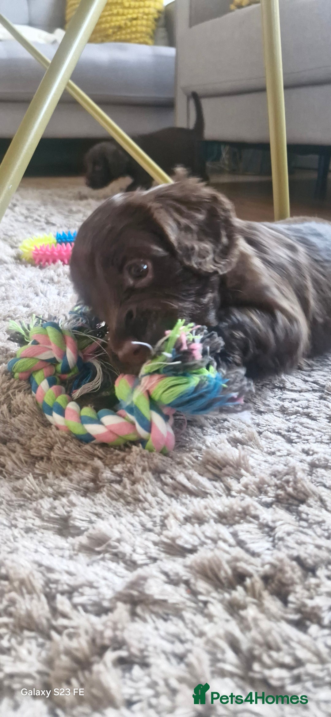 Cocker Spaniel dogs for sale: 5 Beautiful working cocker spaniel puppies  - Advert 7
