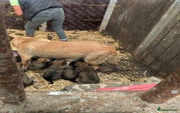 Belgian Shepherd Dog dogs for sale: Belgian shepherd puppies - Image 10