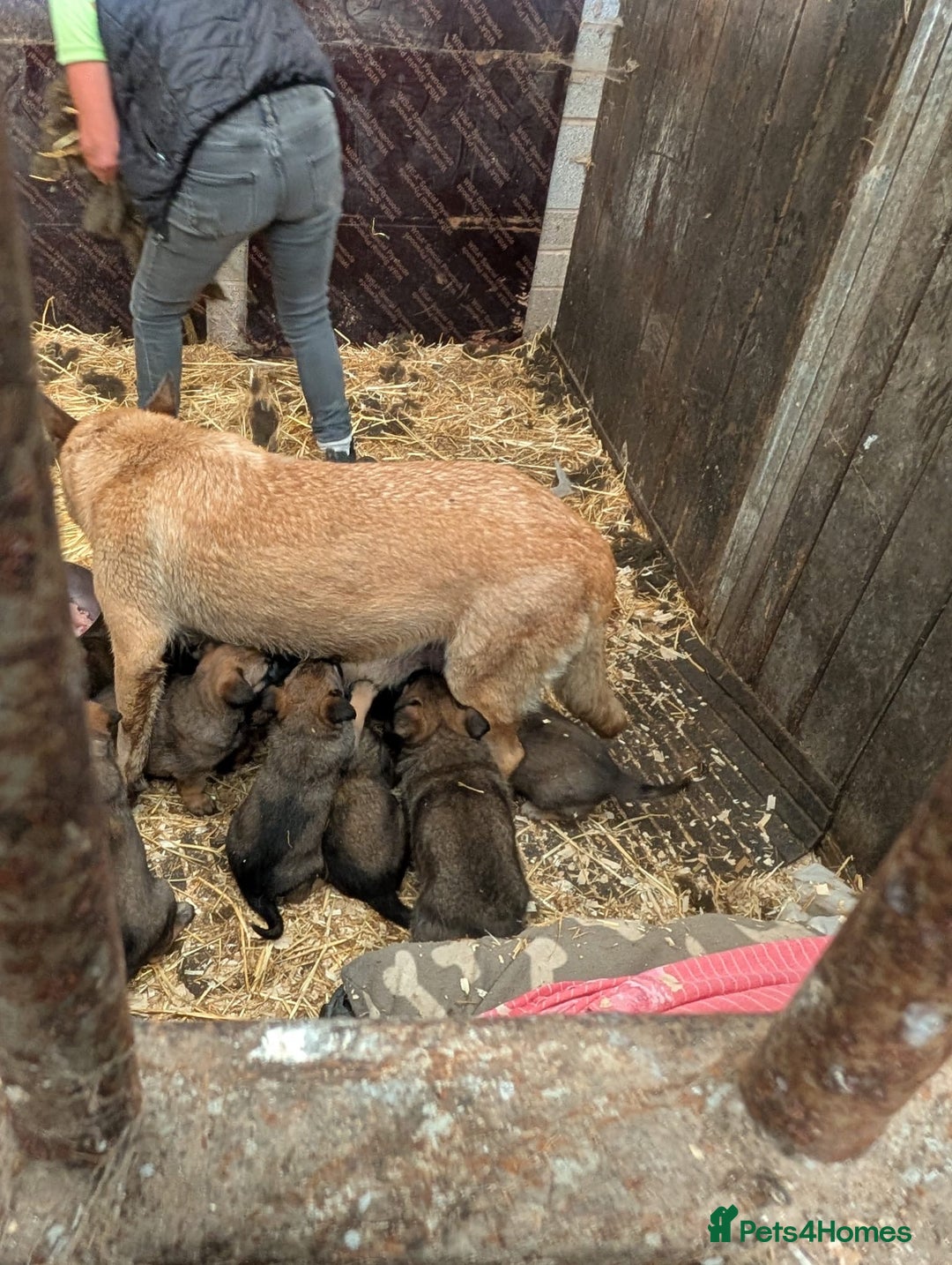 Belgian Shepherd Dog dogs for sale: Belgian shepherd puppies - Image 10