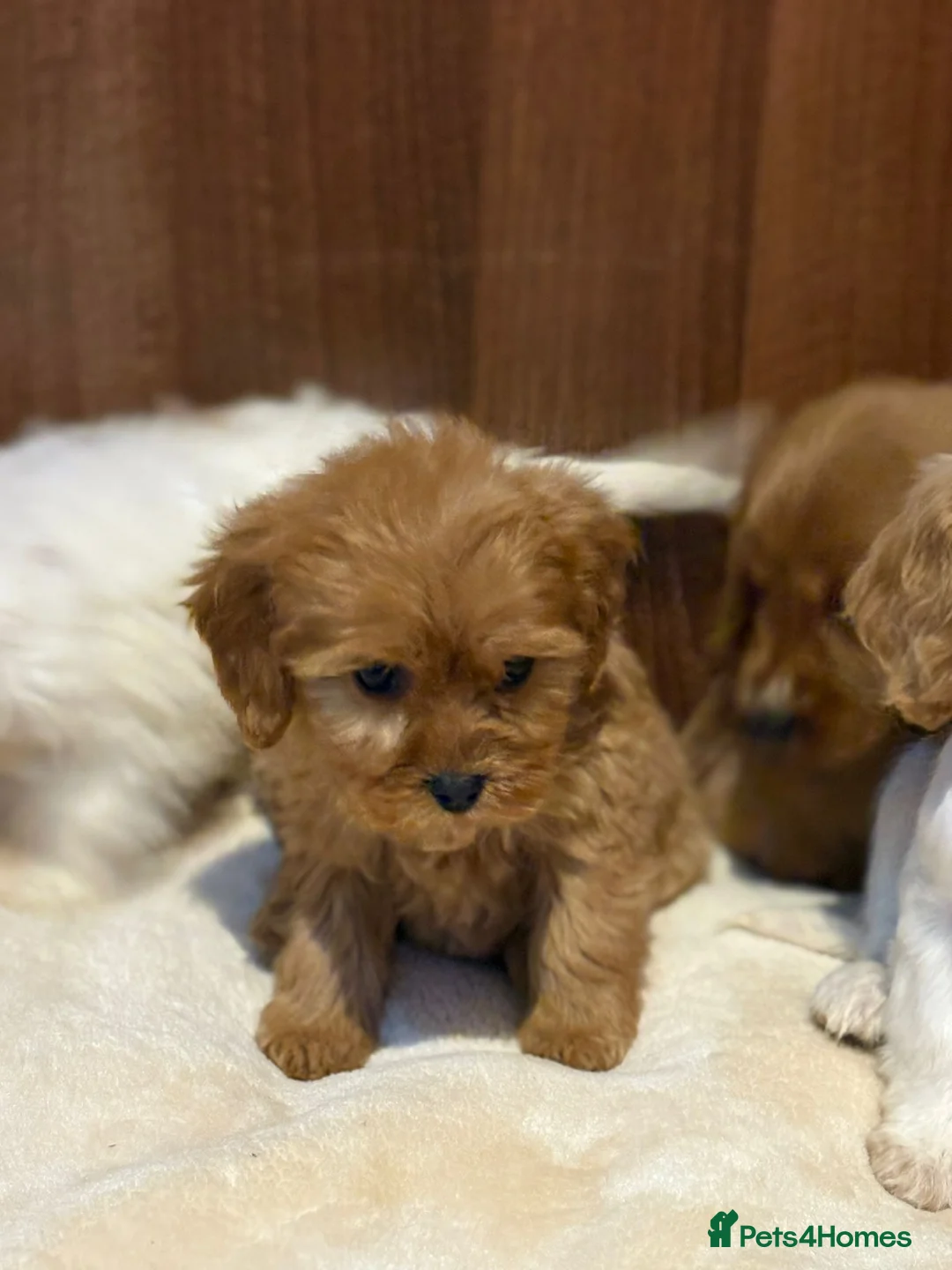 Cockalier dogs for sale: Adorable cockaliers  - Advert 6