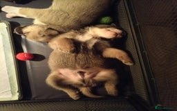 Mixed Breed dogs for sale: Beautiful German Shepherd cross puppies  - Advert 13