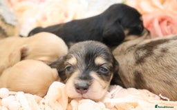 Miniature Dachshund dogs for sale: KC Longhair Miniature Dachshund Puppies - Image 19