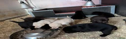 Labrador Retriever dogs for sale: Beautiful show bred chunky puppies  - Advert 3
