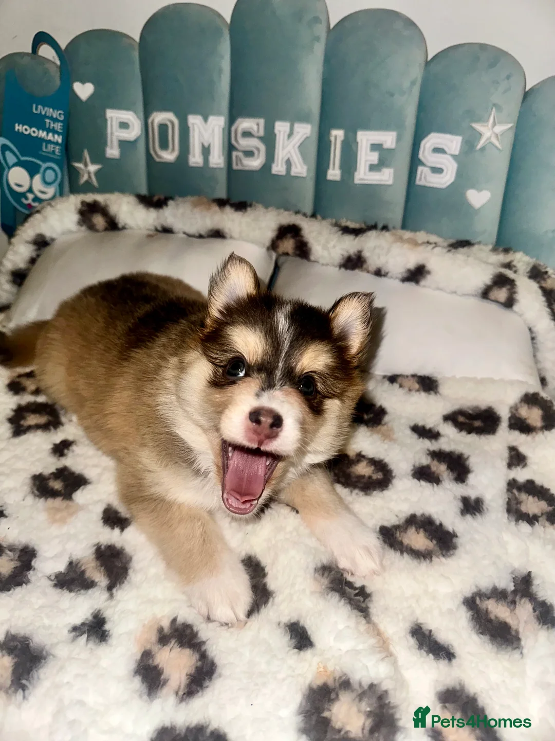 Pomsky dogs for sale: Skye and Sahara  - Advert 28