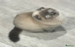 Scottish Fold cats for sale: Scottish fold and straight kitten - Image 18