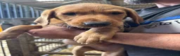 Labrador Retriever dogs for sale: Red fox Labrador puppies  - Advert 4