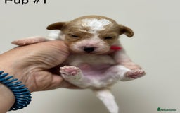 Toy Poodle dogs for sale: Tiny red & white parti toy poodle girl & boy - Image 10