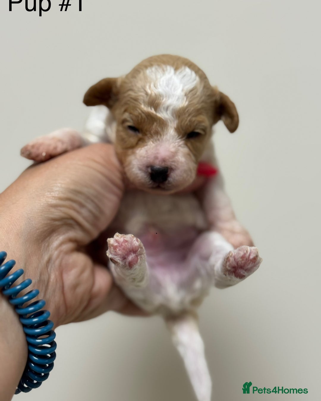 Toy Poodle dogs for sale: Tiny red & white parti toy poodle girl & boy - Image 10