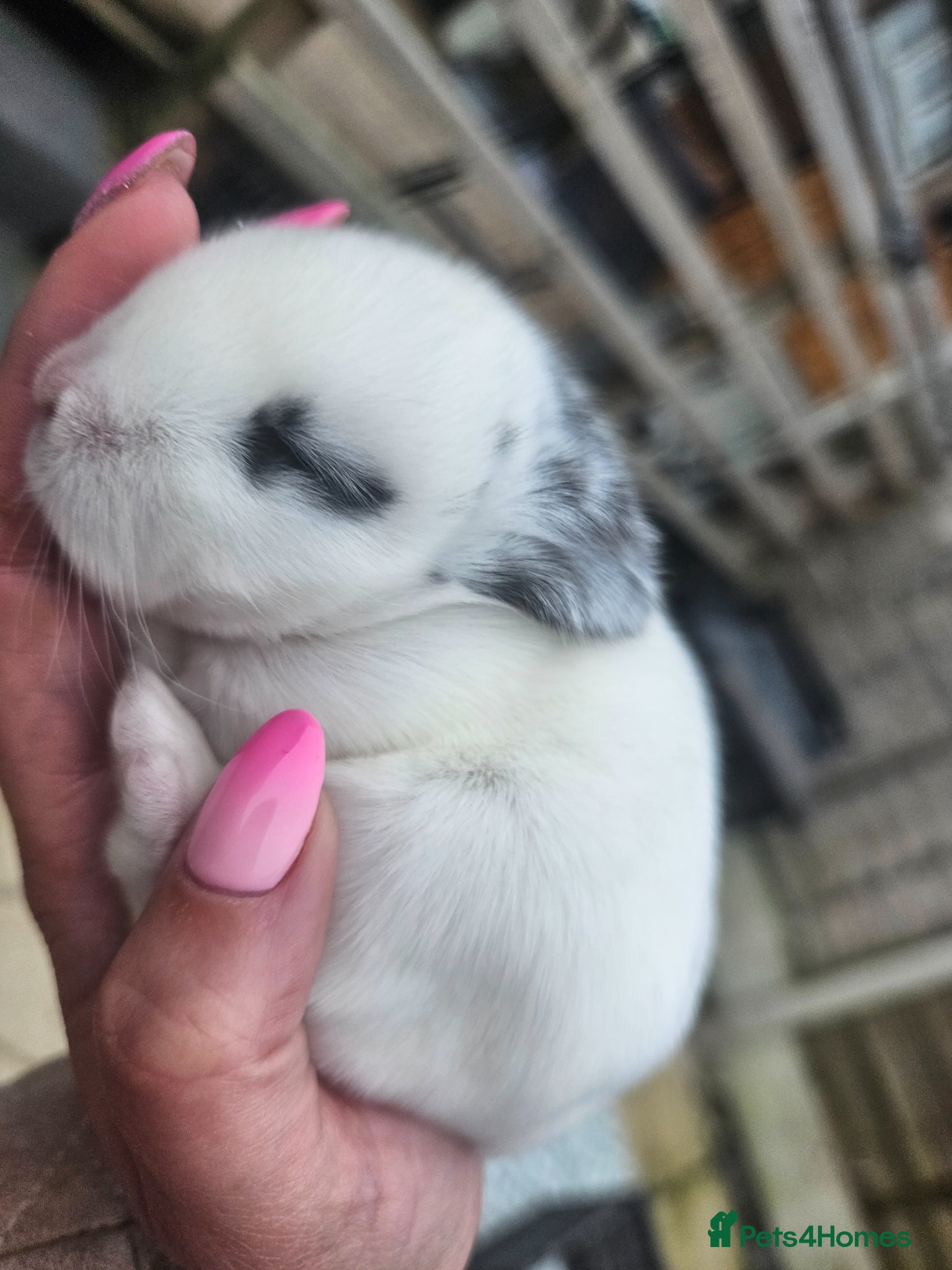 Mixed Breed rabbits 1 left from the litter pure white with blue eyes. - Advert 2